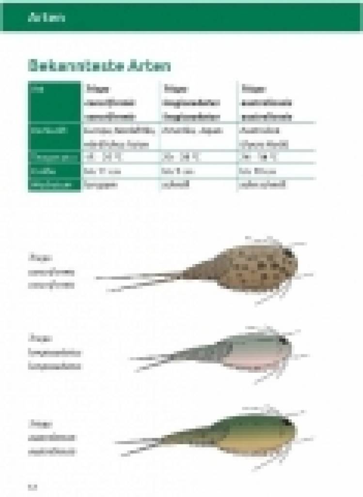 Triops - Ratgeber zur artgerechten Aufzucht und Haltung